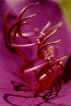 Flower series