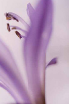 Flower series