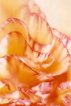 Flower series