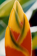 Flower series