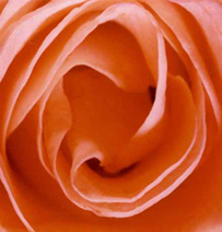 Flower series