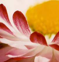 Flower series