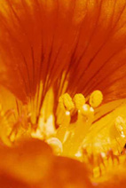 Flower series