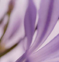 Flower series